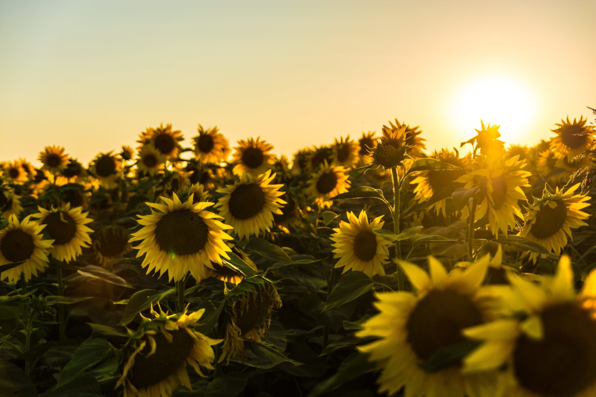 post summer projects, become a maverick in august